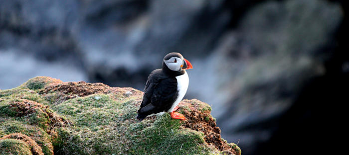 Puffins